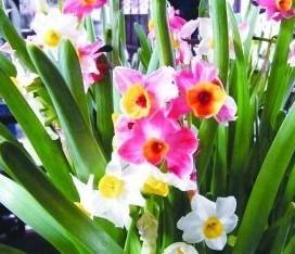 苏州：留园时令花卉展上水仙花开出五彩来（图）