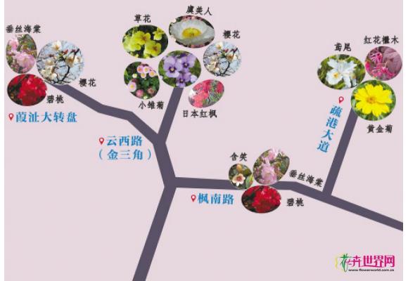 台州:春暖花开 椒江推出城区道路赏花图 台州:春暖花开 椒江推出城区道路赏花图