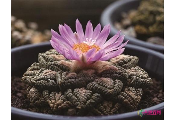 南京：中山植物园展出200多珍稀多肉 龟甲牡丹价值上万