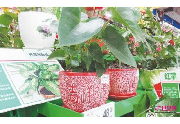 园艺助手“自动浇水花盆” 园艺助手“自动浇水花盆”