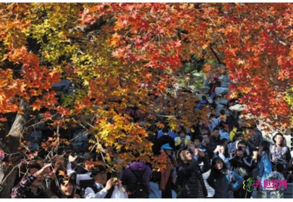 香山枫叶红了 五处“赏红”最佳