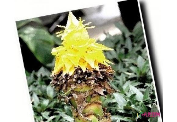 20株气生凤梨落户植物园 不需土水挂着就能长 