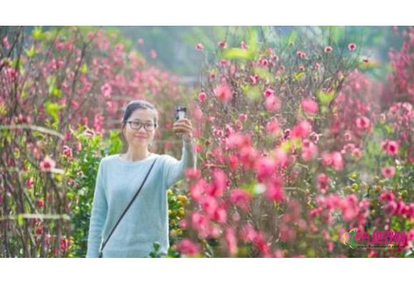 海北桃花源 今年花最靓