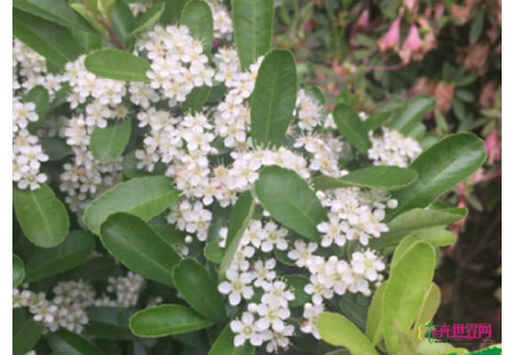 观果植物——火棘