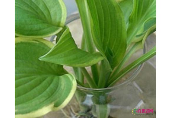 夏日清凉花卉清凉赏——白玉簪 