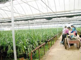 嵩明大花蕙兰明年可产50万株 占全国产量的1/3