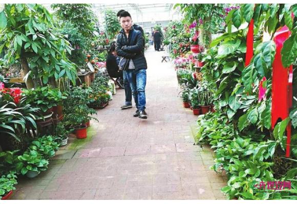 济南“吸”雾霾花卉销量猛增 提前进入春节前的旺季