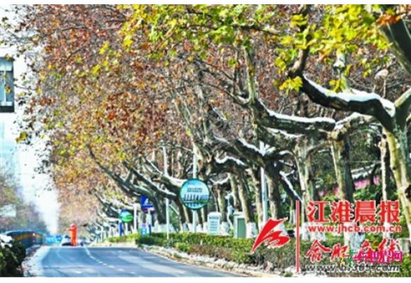 合肥：这一轮暴雪过后 “明星”树木咋样了