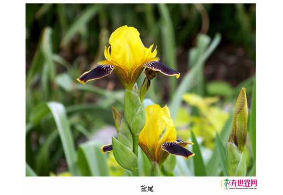 如皋：水培植物畅销 鸢尾再力花等销量好