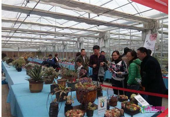 山东省第二届国际多肉植物展 价格是国外的一半
