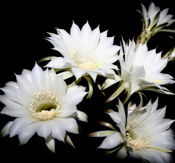 仙人柱开出了6朵雪白的鲜花 令观赏者称奇叫绝（图）