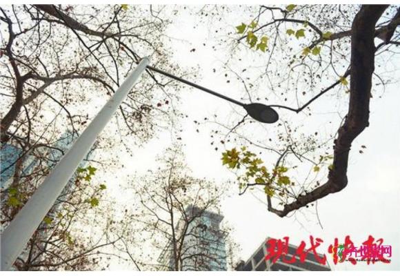 南京法桐树冬日返青 原来是植物产生错觉