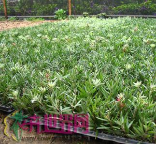 众多种苗新品将亮相IPM植物展