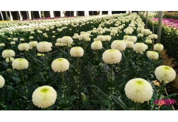 嵩明首届花卉博览会开幕 国庆长假去徜徉花海