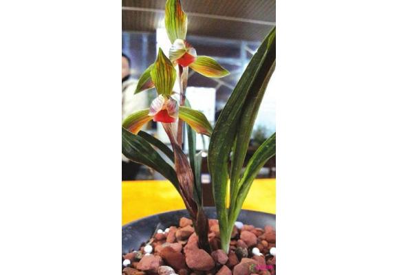 四川：泸州一株兰花卖出高价 兰友一掷12万 