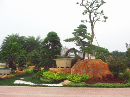 深圳露珠园 张学旭