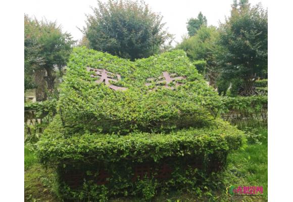 成都温江区法治文化编艺公园展示植物编艺技艺 成都温江区法治文化编艺公园展示植物编艺技艺