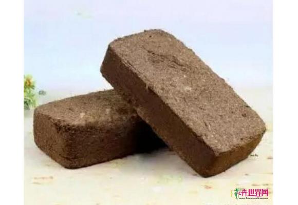 椰糠缺货下的冷思考 椰糠缺货下的冷思考