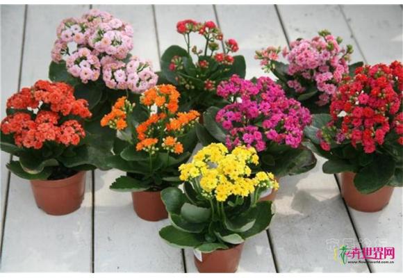 广东：观花小盆栽行情平稳 特色品种供不应求