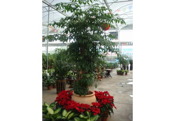 幌伞枫成湛江绿植市场销量“大户”