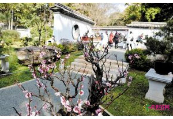 全国最大的古梅博览园 黑龙潭69株古梅观赏攻略