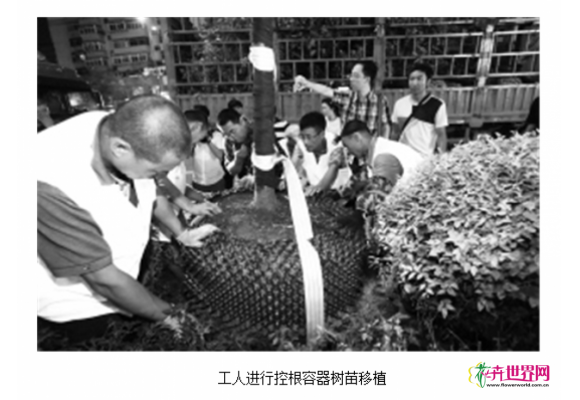 沈阳开展容器育苗补种 实现四季种树