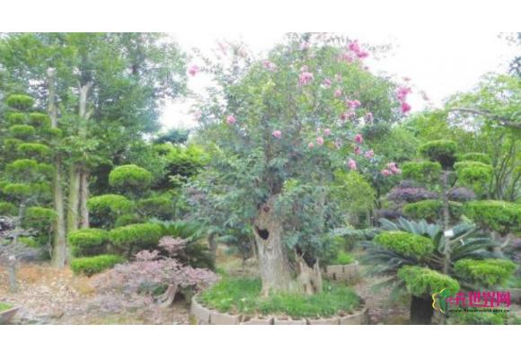 江西:吉水县“奇异林”一棵树同开两种不一样的花 江西:吉水县“奇异林”一棵树同开两种不一样的花