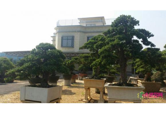 广西北海市扎实推进银海罗汉松产业示范区创建 广西北海市扎实推进银海罗汉松产业示范区创建