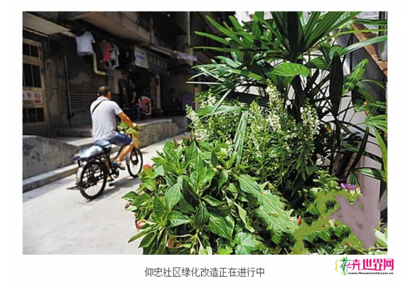 广州绿化改造首个范本出炉 数十个花钵绿植 广州绿化改造首个范本出炉 数十个花钵绿植