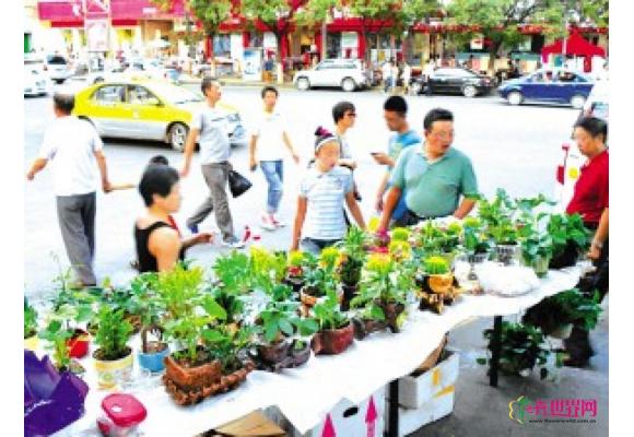 兰州防辐射花卉受市民青睐 