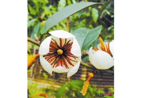 仙湖植物园培育木兰科新品种已陆续进入花卉及绿化市场 仙湖植物园培育木兰科新品种已陆续进入花卉及绿化市场