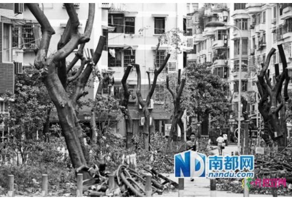 广州：未量树定制 这下整秃顶了
