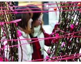 汕头：“含苞待放”桃花供应有点紧