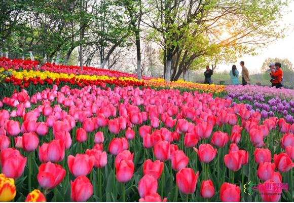 清明祭祀：菊花盆栽取代假花 节约又环保