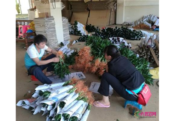 富贵竹切枝需求减少价格下跌