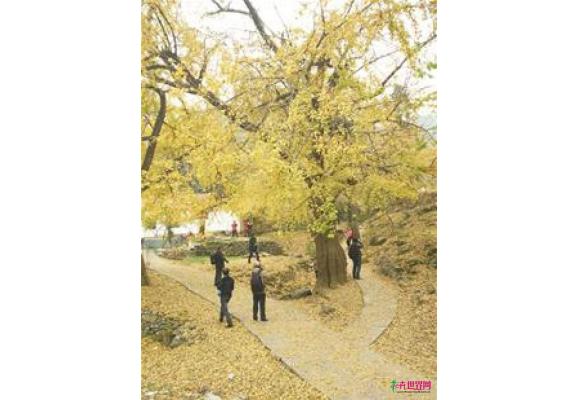 安陆2000岁银杏树王吸引全国游客