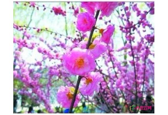 北京玉渊潭展览区樱花节缤纷开展 