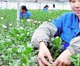 循环经济催生花卉产业开磷“神马”菊花俏销日本