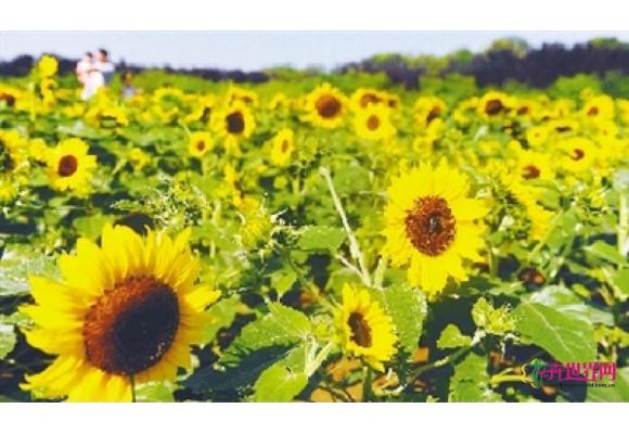 河南：郑州植物园向日葵绽放炙热的美丽