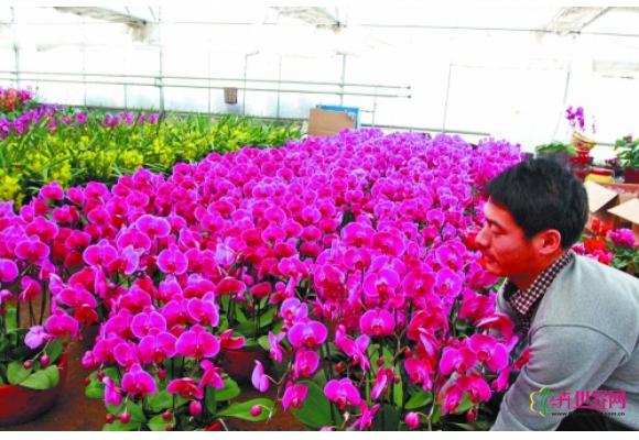 河南：鄢陵高档年宵花销售遭冷 便宜美观的仙客来受青睐