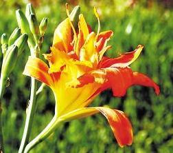 北京：11个花卉产业重点区同台竞技“花博会”（图）