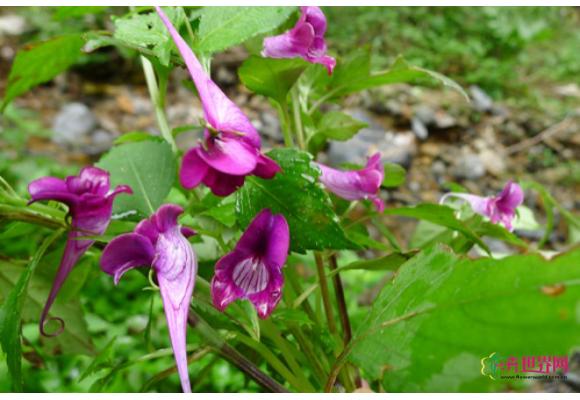 湖南:桂东县发现奇异野生花卉——“龙虾花” 湖南:桂东县发现奇异野生花卉——“龙虾花”