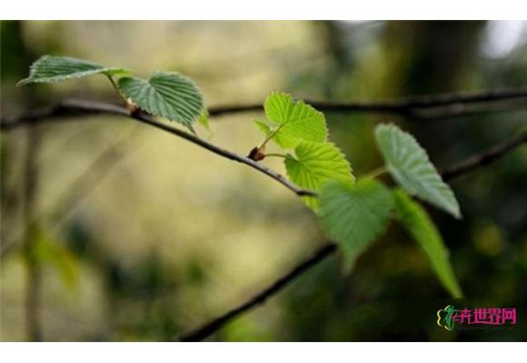 古蔺发现珍稀野生“植物大熊猫”珙桐