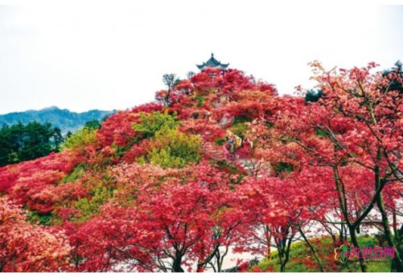 重庆巴南：苗木基地改造成景区年收入400多万元