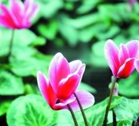 哈尔滨：现代化温室内数千株各色仙客来陆续开花