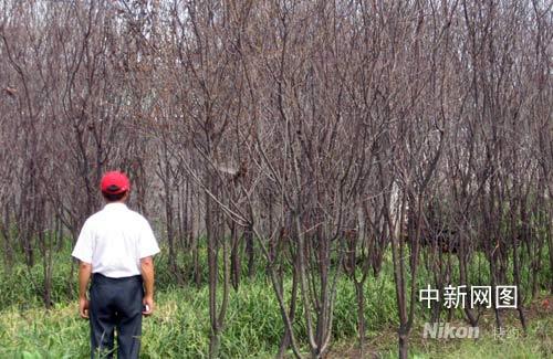 杭州数千苗木离奇死亡 疑化工污染所致 杭州数千苗木离奇死亡 疑化工污染所致