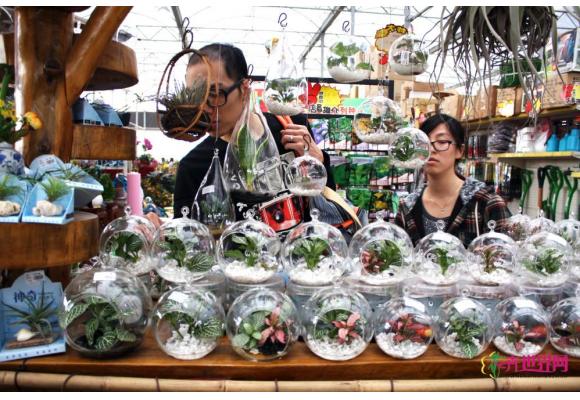 盆栽产销格局新变化，业界有赞有弹