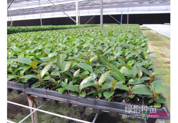 红金钻蔓绿绒日常管理及黄叶原因
