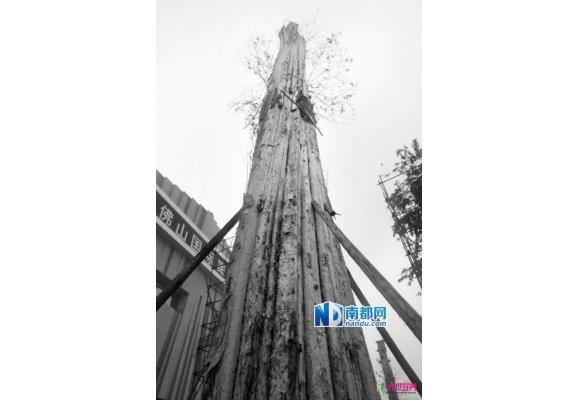 广东：佛山将减少大树和古树进城 