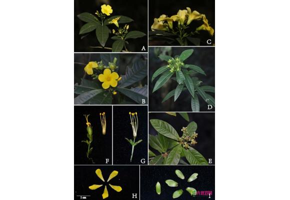 版纳植物园在缅北发现植物新种“腺苞石海椒” 版纳植物园在缅北发现植物新种“腺苞石海椒”